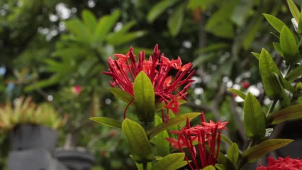 Közelkép a ixoria virág a trópusi kertben. Bali szigetén, Indonézia. — Stock videók