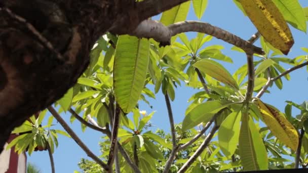 Hojas tropicales verdes sobre un fondo de cielo azul. Día soleado en la isla tropical de Bali, Indonesia . — Vídeo de stock