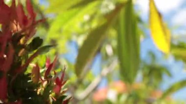 Yeşil tropikal bir mavi gökyüzü arka plan üzerinde bırakır. Bali, Endonezya'nın tropikal adada güneşli gün.