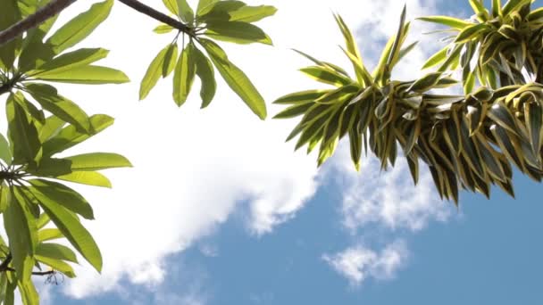 Hojas tropicales verdes sobre un fondo de cielo azul. Día soleado en la isla tropical de Bali, Indonesia . — Vídeos de Stock