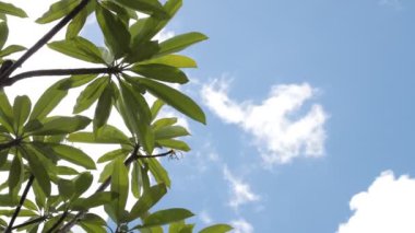 Yeşil tropikal bir mavi gökyüzü arka plan üzerinde bırakır. Bali, Endonezya'nın tropikal adada güneşli gün.