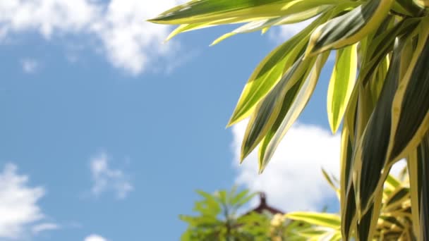 Hojas tropicales verdes sobre un fondo de cielo azul. Día soleado en la isla tropical de Bali, Indonesia . — Vídeos de Stock