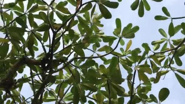 Soleil Brillant à travers les arbres tropicaux par une journée ensoleillée. Bali île, Indonésie . — Video