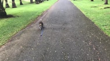 Genç ve güzel kadın beagle köpek parkta yürüyen. Bali, Endonezya'nın tropik ada.