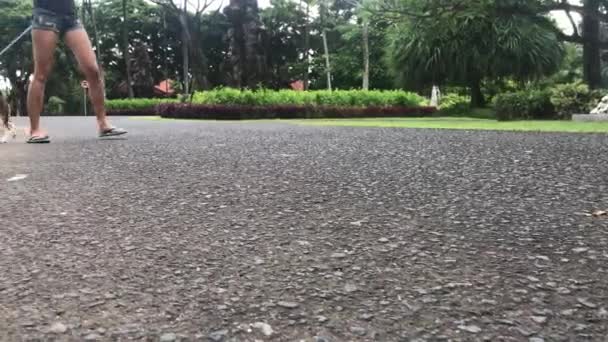 Junge und süße Beagle-Hündin, die im Park spazieren geht. tropische insel bali, indonesien. — Stockvideo