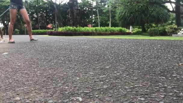 Jong en schattige vrouwelijke beagle hond wandelen in het park. Tropische eiland Bali, Indonesië. — Stockvideo