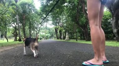 Genç ve güzel kadın beagle köpek parkta yürüyen. Bali, Endonezya'nın tropik ada.