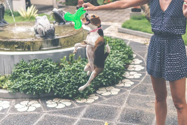 Lindo perro beagle hembra jugando con juguete al aire libre. Países Bajos . —  Fotos de Stock