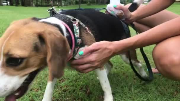 Närbild av beaglehund i parken utomhus. Kvinno-hund. I Asien. Bali. — Stockvideo