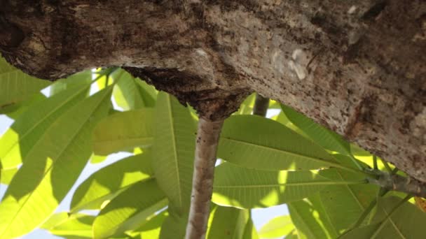 Foglie tropicali verdi. Giornata di sole sull'isola tropicale di Bali, Indonesia . — Video Stock