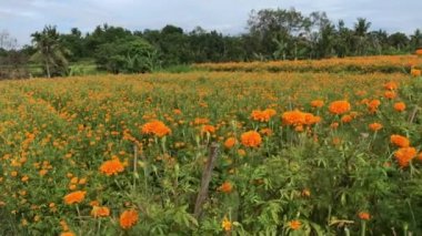 Kadife çiçeği alan, Endonezya, Bali. Güneşli gün.