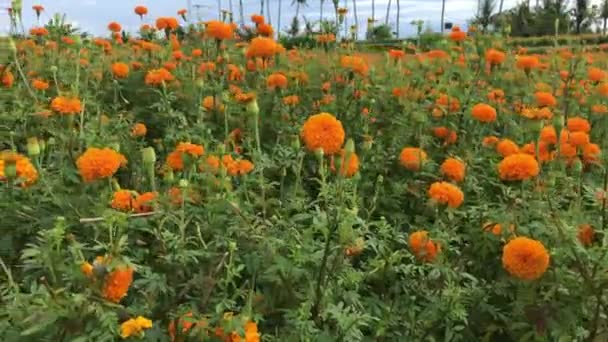 Campo de caléndula, Indonesia, Bali. Día soleado . — Vídeo de stock