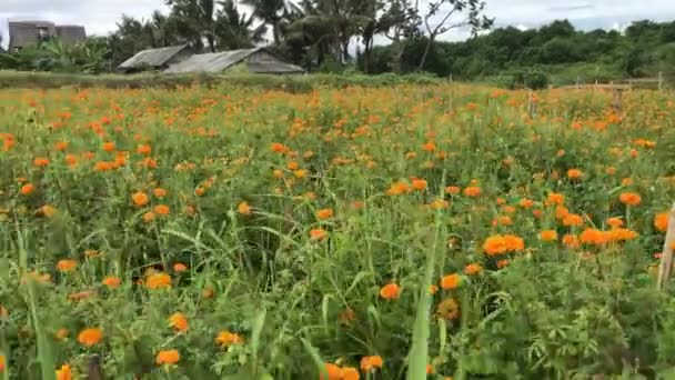 Marigold поля, Індонезія, Балі. Сонячний день. — стокове відео