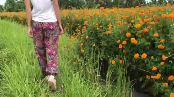 Frau auf dem Ringelblumenfeld, Indonesien, bali. sonniger Tag. — Stockvideo