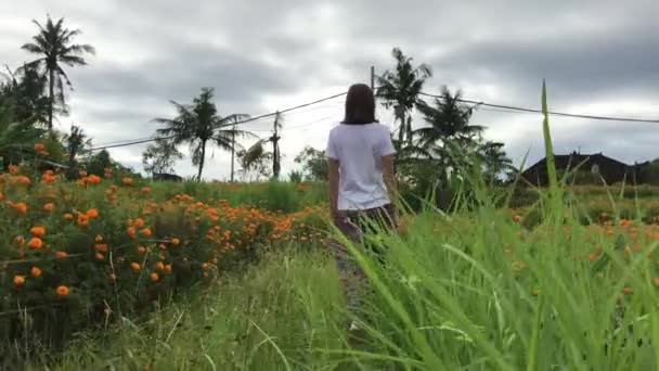 Kvinnan promenader på Marigold fältet, Indonesien, Bali. Solig dag. — Stockvideo