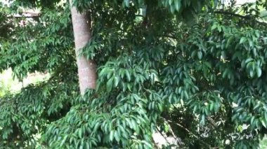 Bali, Endonezya - 14 Şubat 2018: Bali adasında tropikal tatil oteli, Endonezya.