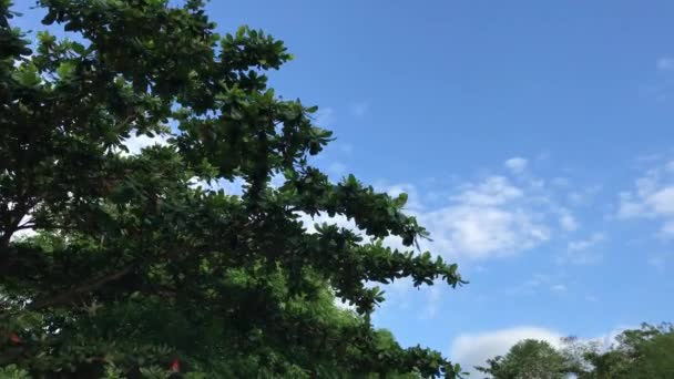 Bäume auf einem Himmelhintergrund. Roller fahren. Aufgenommen vom Motorrad mit der Kamera. Asien. — Stockvideo