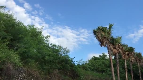 Gökyüzü arka plan üzerinde palmiye ağaçları. Scooter sürüş. Motosiklet stadycam ile yakalanan. Asya. — Stok video