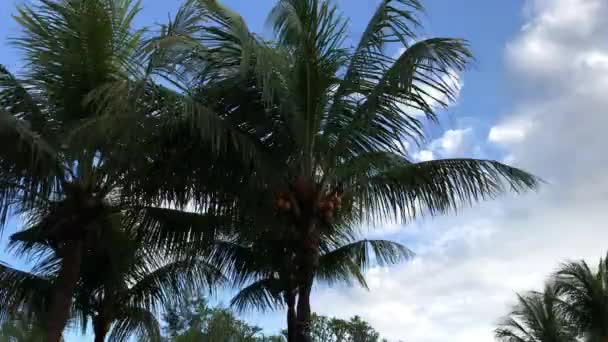 Gökyüzü arka plan üzerinde palmiye ağaçları. Scooter sürüş. Motosiklet stadycam ile yakalanan. Asya. — Stok video