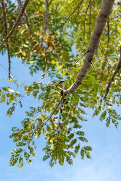 Tropik ağaç gökyüzüne karşı. Bali Adası, Endonezya güneşli günde.