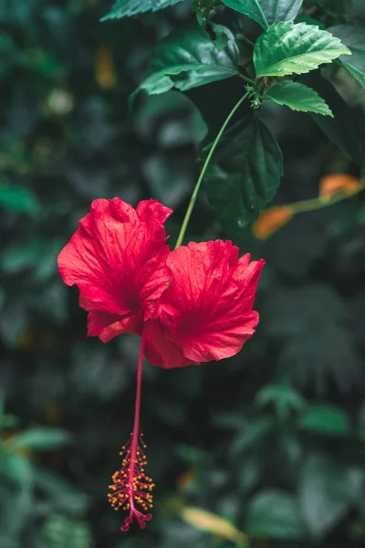 Feche a flor de hibisco na selva. Ilha de Bali . — Fotografia de Stock