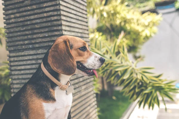Närbild porträtt av söt kvinnlig beaglehund utomhus i balinesisk trädgården. — Stockfoto
