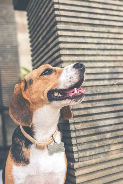 Närbild porträtt av söt kvinnlig beaglehund utomhus i balinesisk trädgården. — Stockfoto