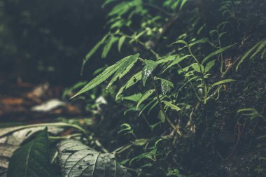 Asya yağmur ormanları derin. Tropikal doğa.