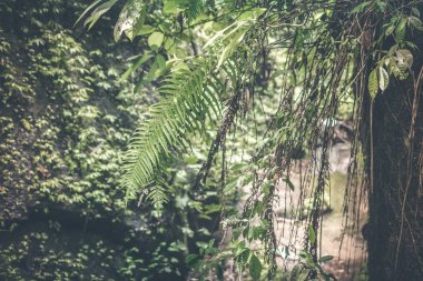 Asya yağmur ormanları derin. Tropikal doğa.