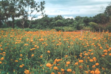Kadife çiçeği alan, Bali Adası, Endonezya.