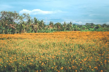 Kadife çiçeği alan Ubud, Bali Adası, Endonezya.