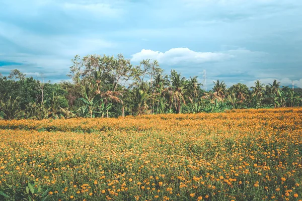 Nagietek pola w Ubud, wyspy Bali, Indonezja. — Zdjęcie stockowe