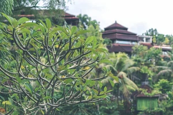 Frangipani plumeria Baum im balinesischen Garten im Freien. bali. — Stockfoto