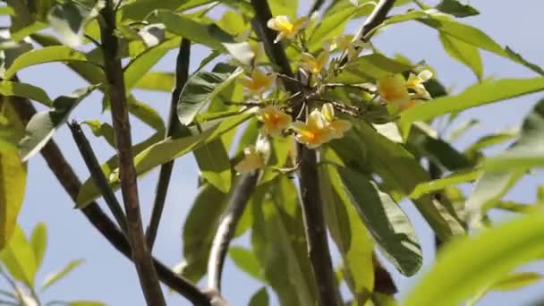 Closeup κίτρινο plumeria, frangipani δέντρο. — Αρχείο Βίντεο