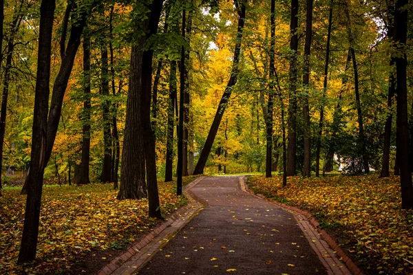 秋天公园的路。 秋林. — 图库照片