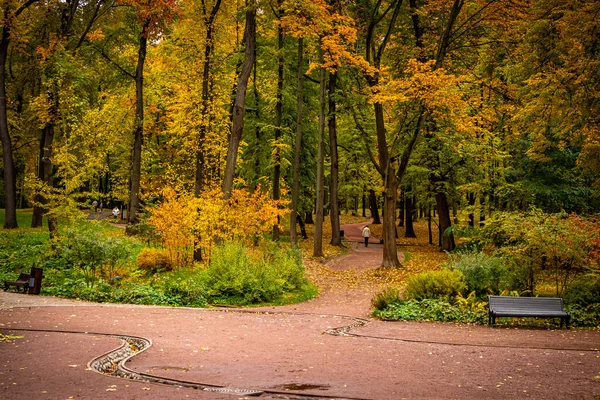 가을 숲의 자연. 형형색색의 숲 속의 밝은 아침. — 스톡 사진