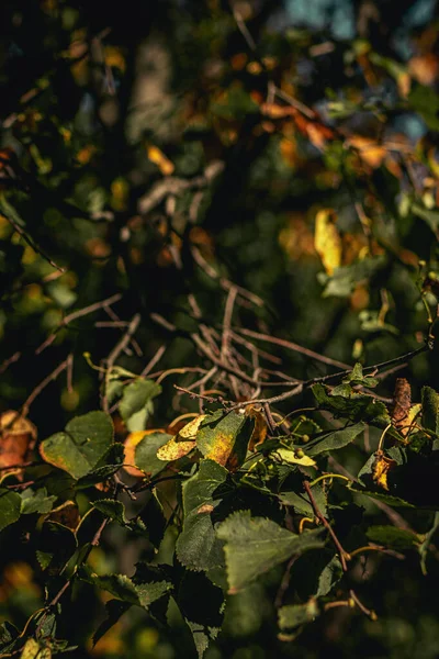 Hojas coloridas y húmedas en otoño. Fondo de otoño . — Foto de Stock