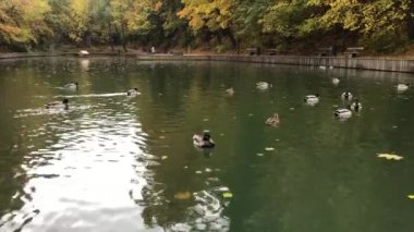 Bir grup ördek gölette yüzüyor ve yemek yiyor. Şehir parkında sonbahar sahnesi.