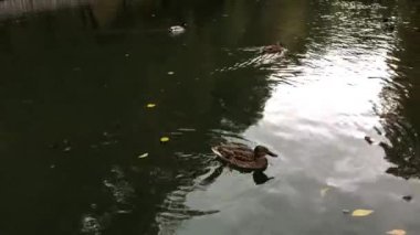 Bir grup ördek gölette yüzüyor ve yemek yiyor. Şehir parkında sonbahar sahnesi.