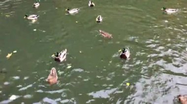 Bir grup ördek gölette yüzüyor ve yemek yiyor. Şehir parkında sonbahar sahnesi.