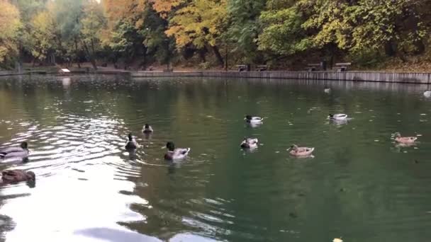 Група качок плаває і їсть у ставку. Осіння сцена в міському парку . — стокове відео