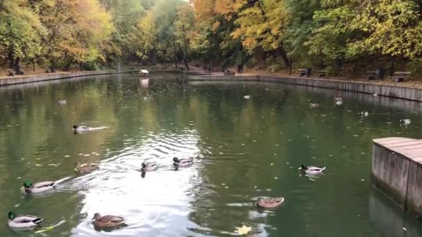 アヒルのグループに水泳や池で食べる。都市公園の秋の風景. — ストック動画