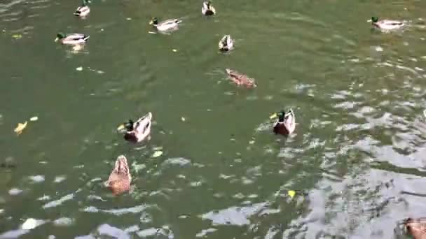 Un grupo de patos nadando y comiendo en el estanque. Escena de otoño en parque de la ciudad . — Vídeo de stock
