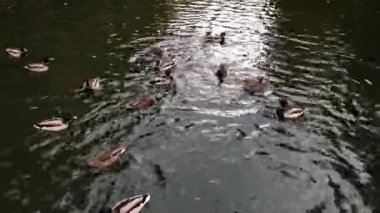 Bir grup ördek gölette yüzüyor ve yemek yiyor. Şehir parkında sonbahar sahnesi.