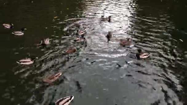 アヒルのグループに水泳や池で食べる。都市公園の秋の風景. — ストック動画