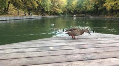 Bir grup ördek gölette yüzüyor ve yemek yiyor. Şehir parkında sonbahar sahnesi.