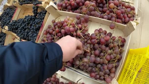 食料品市場で新鮮な有機ブドウを選ぶ人の手。健康食品. — ストック動画