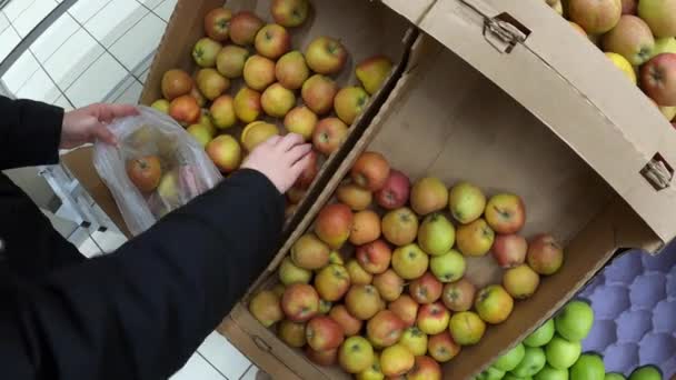 Mulher escolhendo maçãs orgânicas frescas no mercado de mantimentos. Comida orgânica pura, vegetariana . — Vídeo de Stock