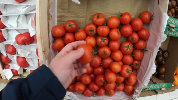 Man väljer färska ekologiska tomater på en lokal livsmedelsmarknad. Färsk hälsosam mat, vegetarisk. — Stockvideo