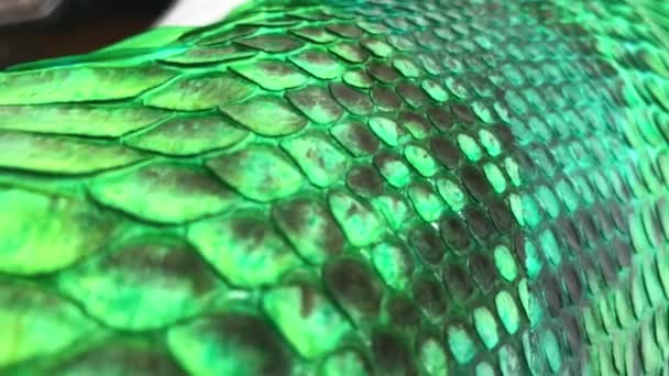Зеленая текстура питона из змеиной кожи. Роскошная кожаная куртка . — стоковое видео